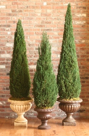 Preserved Cone Topiary 72 inch in Juniper Foliage
